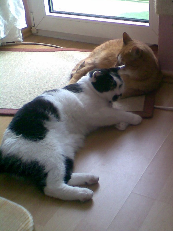 Kater Gismo und Sammy kuscheln vor der Balkontuer